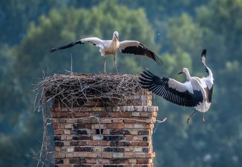 Professional Chimney Animal Removal Services in Plymouth, Michigan