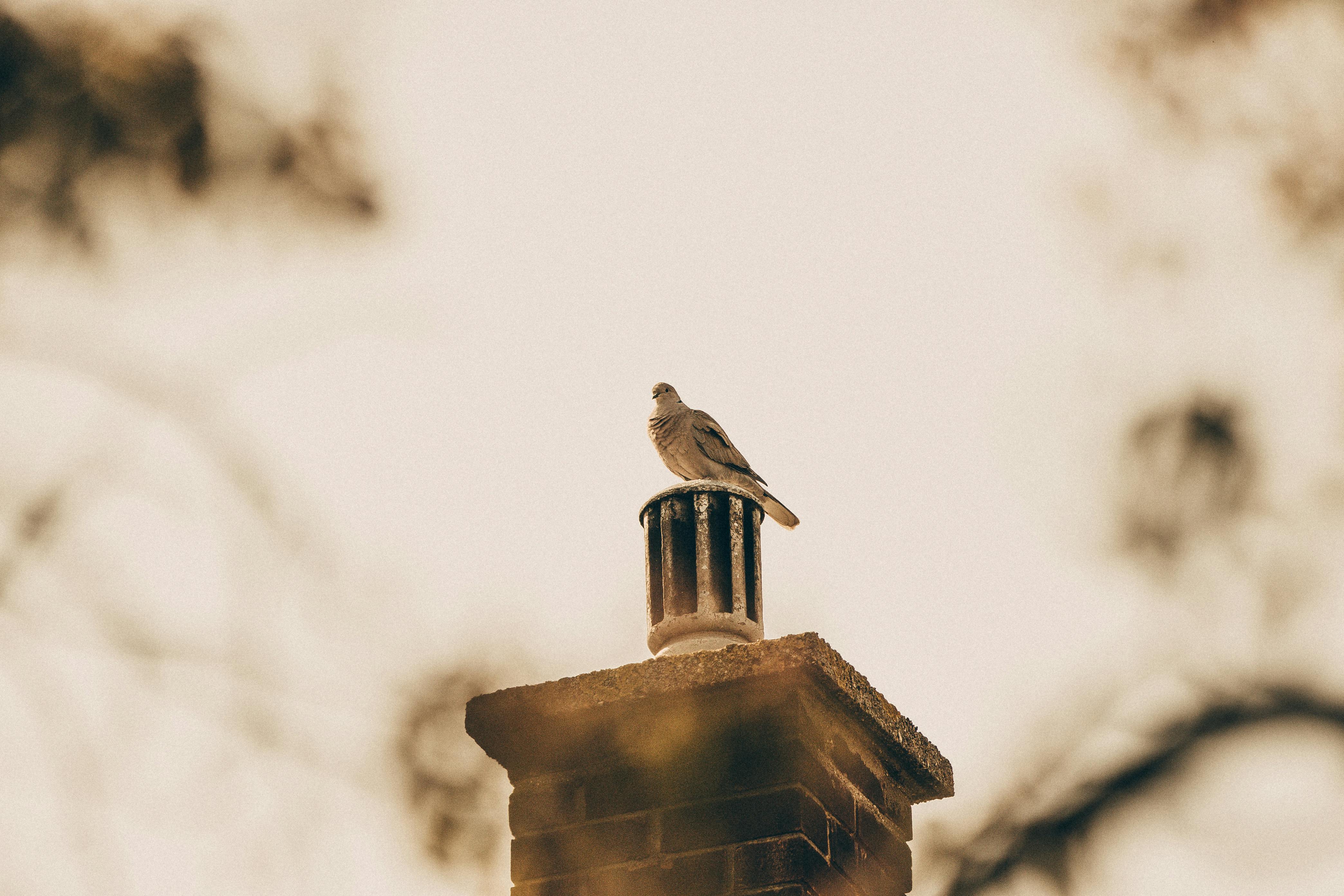 Expert Chimney Cap Installation in Plymouth, Michigan